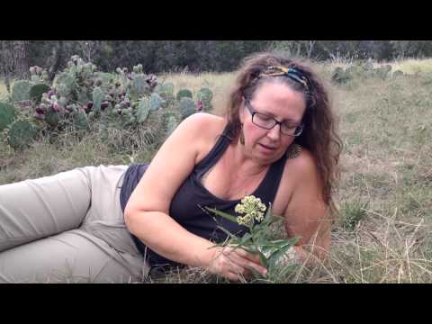 Medicinal Minute: Antelope Horns or "Inmortal" (Asclepias asperula)
