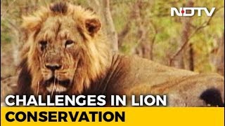 Lions: The Last Stand