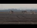 Indian Wild Ass from Little Rann of Kutch/Indian Wild Ass Sanctuary