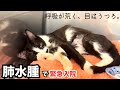 【ご報告】肺水腫で緊急入院した黒豆について