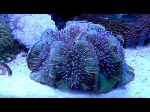 www.culturedcora...  sps lps frag frags coral surr...