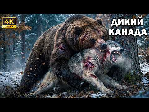 ДИКАЯ КАНАДА | Является ли медведь настоящим царём охоты в самых суровых условиях на планете (-55°C)