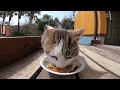 人間のお客さんよりも猫のお客さんの方が多い島内の食事処