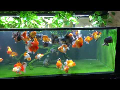 Video Hồ Cá Vàng Ranchu, Oranda Cực Đẹp Ngắm Mãi Không Chán - youtube