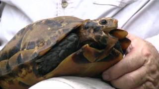 Turtle Conservancy - In Search of the Impressed Tortoise - Trailer