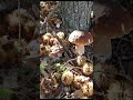 A beautiful brown porcini mushrooms #wildmushrooms #nature #boletus #youtubeshorts #shorts #fungi