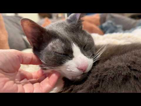 A Few Minutes of Pure Cat Comfort 🥰