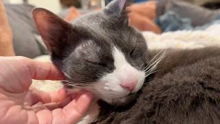 A Few Minutes of Pure Cat Comfort 🥰