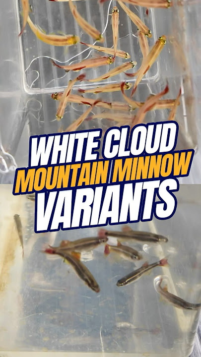 White Cloud Mountain Minnow Variants | White Cloud Mountain Minnow