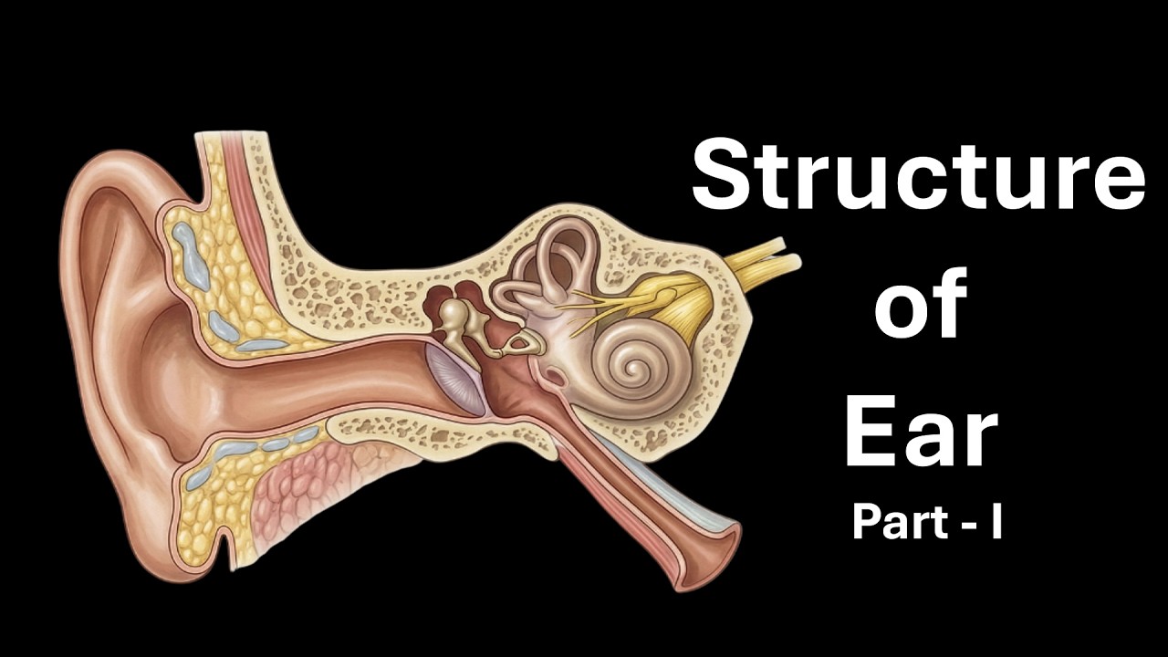 Structure of Human. Ear (Advanced) Part 1 | Neural control and ...