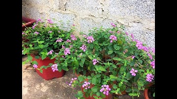 Ưu điểm nổi trội của ngũ sắc tím rur