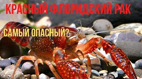 Красный калифорнийский (флоридский) рак. кто он?