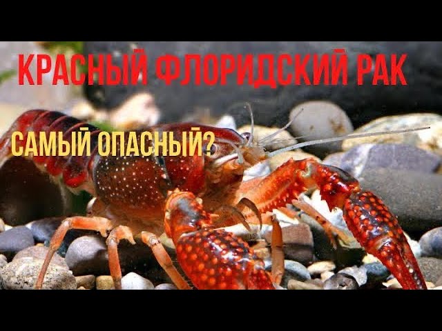 Красный калифорнийский (флоридский) рак. кто он?