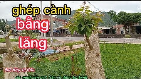 Cách ghép tường vi vào  bằng lăng rất dễ ai cũng làm được -@Anh Bảy xứ Nẫu