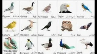 Les oiseaux en français الطيور بالفرنسية