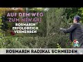 Rosmarin schneiden | Rosmarin erfolgreich vermehren durch Abmoosung