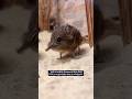 Cute Elephant – Meet the Elephant Shrew  #animals