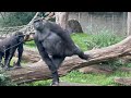 Burgers zoo  gorilla troop standing up gorilla  4k high quality