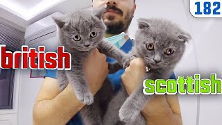 Scottish + British Shorthair kittens DoBiDa 182