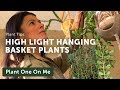 20+ Hanging Basket Plants for Higher Light Areas — Ep 164