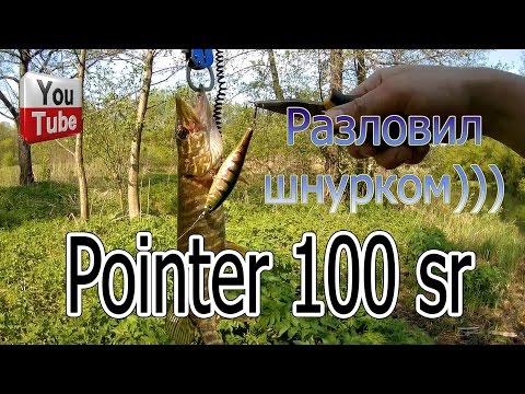 Pointer 100 sr Разловил шнурком 