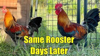 This One Trick Will Make Your Roosters Mature Fast! screenshot 1