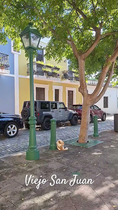 Cat in Old San Juan – Puerto Rican Street Charm 🐾🇵🇷