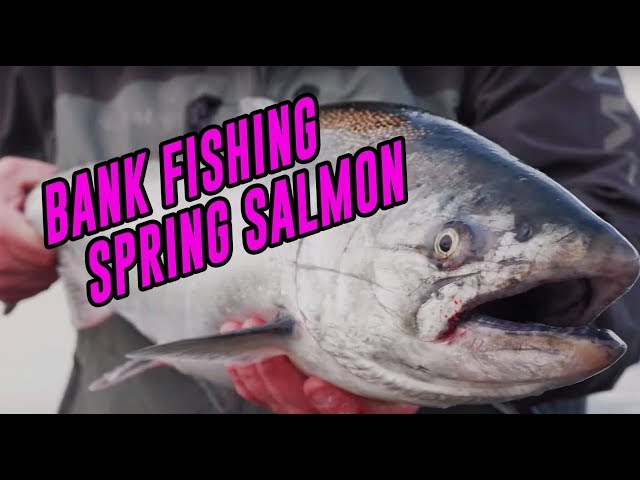 How To Bank Fishing For Spring Chinook Salmon