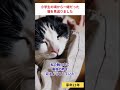 享年21年 小学生の時にうちに来た猫とお別れ #猫