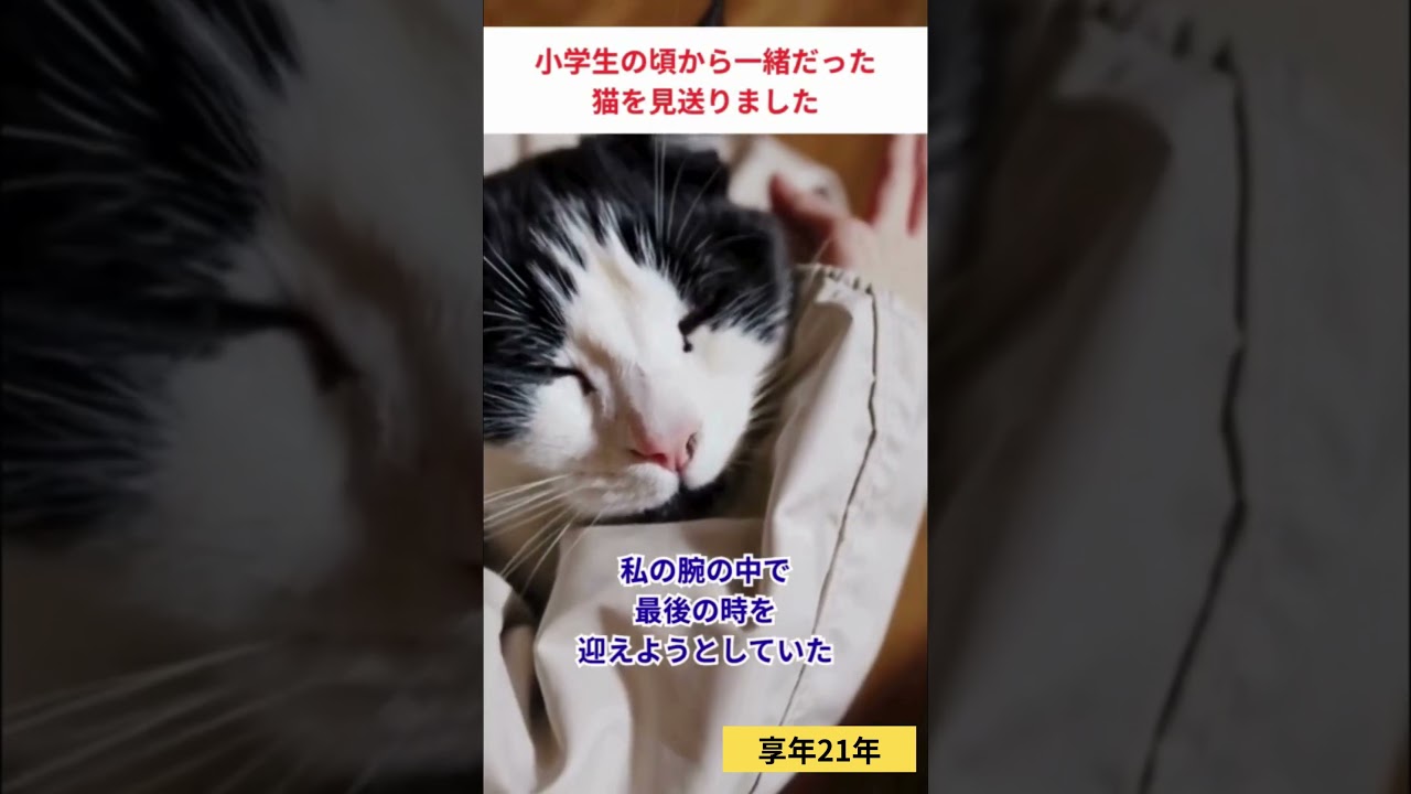 享年21年 小学生の時にうちに来た猫とお別れ #猫