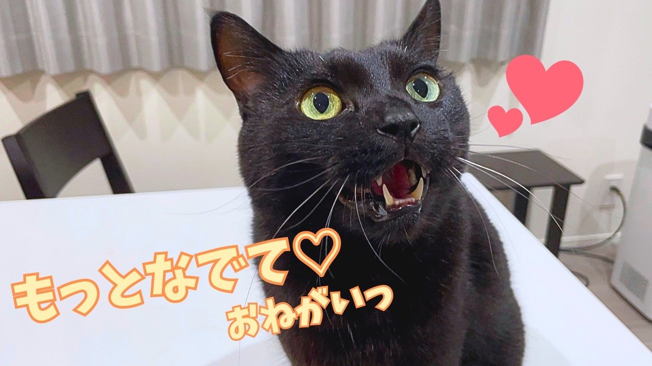 1日中甘えられたい！甘えん坊黒猫と過ごす理想の休日…のはずだったのに