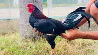 Canal De Telegram De Traba La Fatima