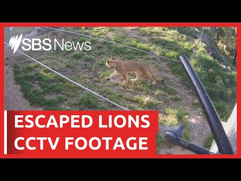 Watch the CCTV footage of the Taronga Zoo lions escape | SBS News
