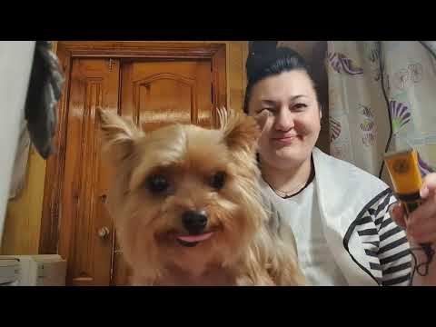 Груминг йорка, стрижка ёлочка, по-моему получилось 👍🤗
