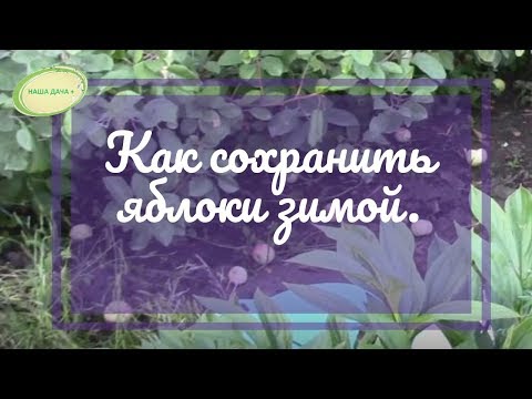 Как  сохранить яблоки зимой. Павлова Ирина