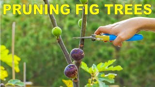 Pruning Fig Trees For Dormancy,  Winter Storage And Maximum Production