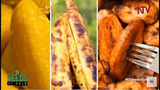 Mastering Gonja (Plantain) farming in Uganda | SEEDS OF GOLD