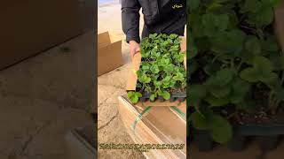 زراعة الفريز في كرتون على يوتيوب حيلة ذكية توفر الوقت والجهد