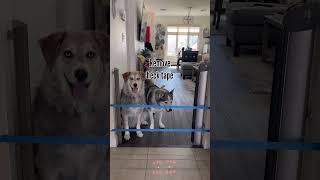 Hilarious Huskies Try The Painters Tape Challenge