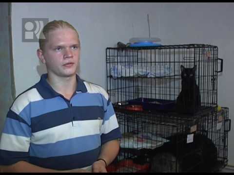 Домашние питомцы в жару
