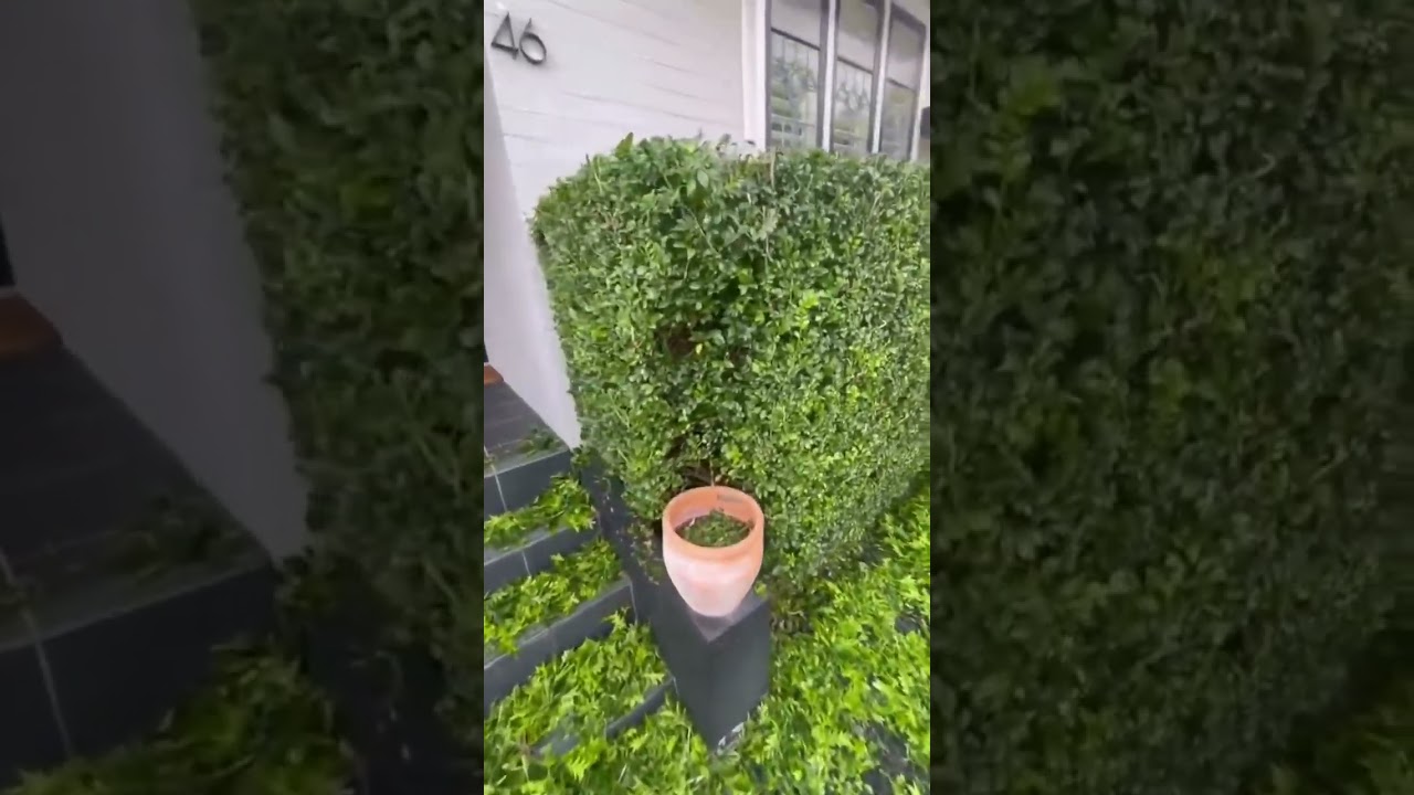 Time for a Trim? Keep your hedges looking sharp with our professional hedge trimming service