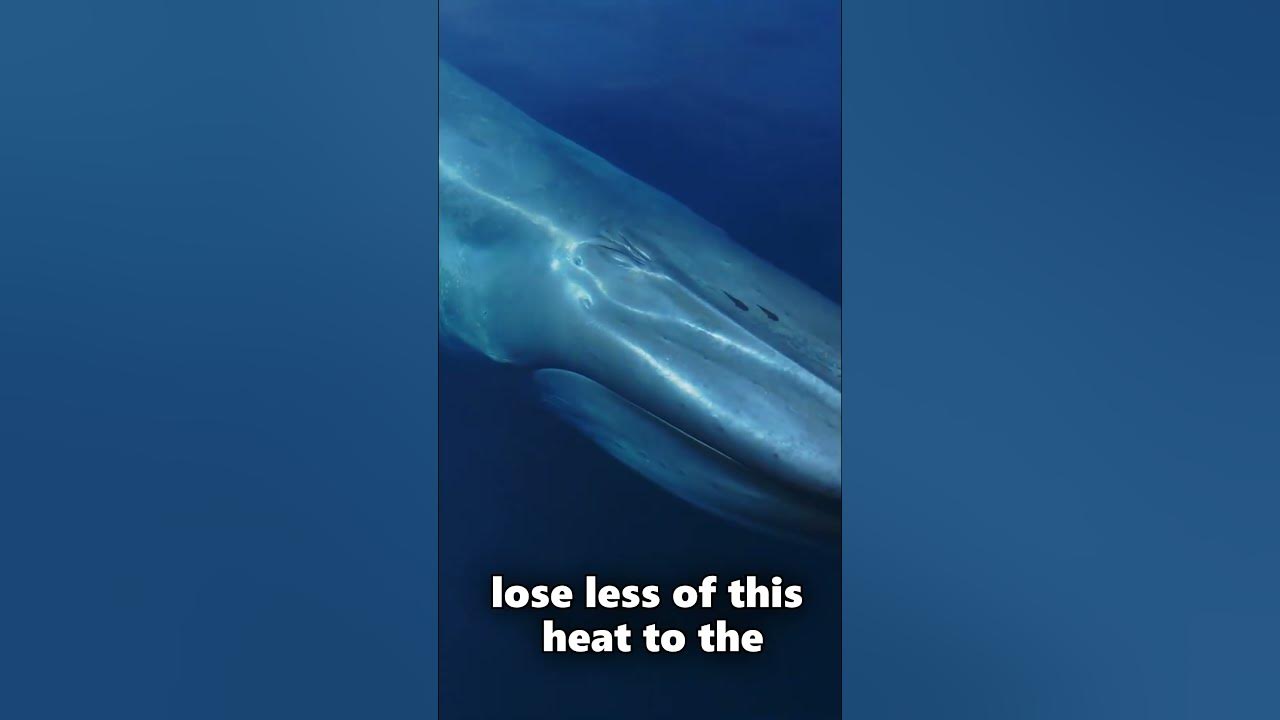 Why Do Whales Get So Big? - YouTube