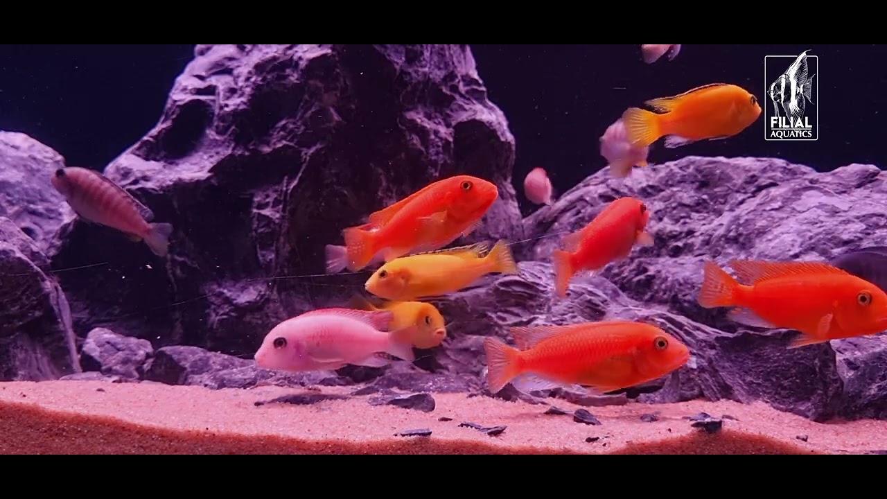 Lake Malawi Aquarium 
