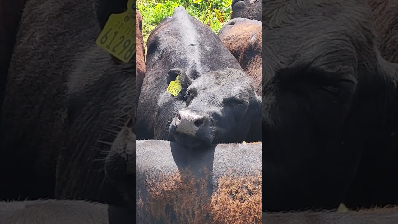 Bulls Life in the Fast Lane 