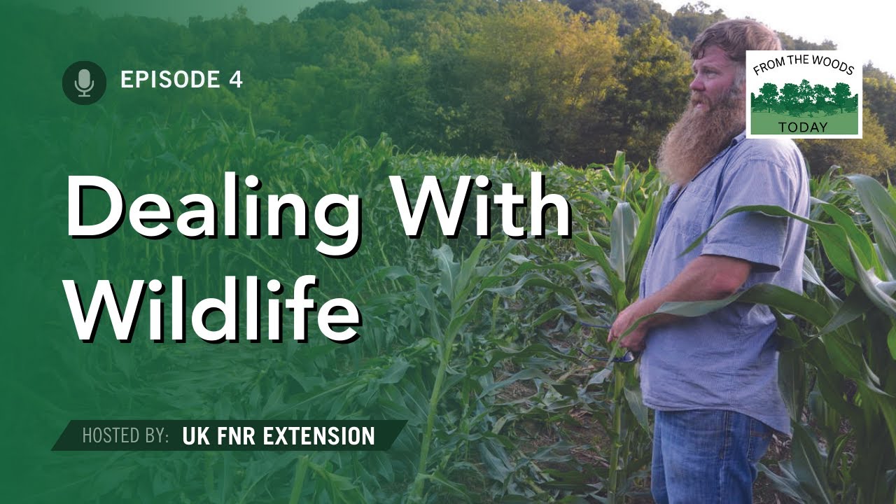 Wildlife Damage in Gardens - From The Woods Today - Episode 4