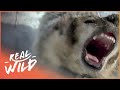 Why You Should Never Mess With A Badger (Wildlife Documentary) | Wild America | Real Wild