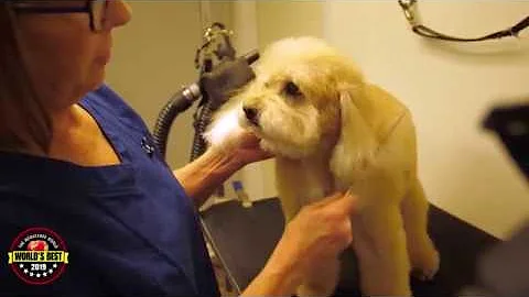 World's Best 2019: Inn the Doghouse Pet Grooming