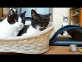 猫トンネル