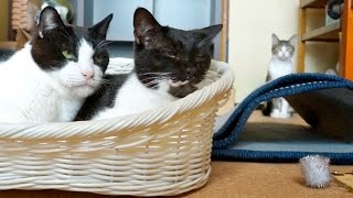 猫トンネル