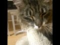 #memes #cat #catfunny #funny #catvideos #like #VanNoodle #catsofyoutube #cats #siberiancat #funnycat